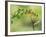 Violet Fronted Brilliant Hummingbird, Manu National Park, Peru-Pete Oxford-Framed Photographic Print