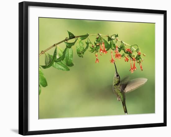 Violet Fronted Brilliant Hummingbird, Manu National Park, Peru-Pete Oxford-Framed Photographic Print