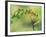 Violet Fronted Brilliant Hummingbird, Manu National Park, Peru-Pete Oxford-Framed Photographic Print