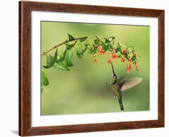 Violet Fronted Brilliant Hummingbird, Manu National Park, Peru-Pete Oxford-Framed Photographic Print