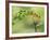 Violet Fronted Brilliant Hummingbird, Manu National Park, Peru-Pete Oxford-Framed Photographic Print