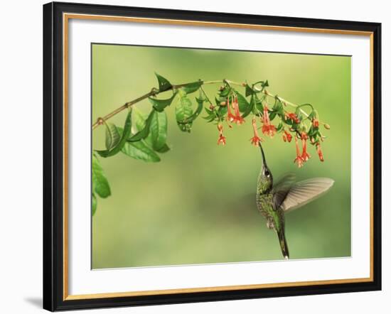 Violet Fronted Brilliant Hummingbird, Manu National Park, Peru-Pete Oxford-Framed Photographic Print