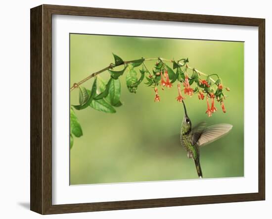 Violet Fronted Brilliant Hummingbird, Manu National Park, Peru-Pete Oxford-Framed Photographic Print