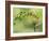 Violet Fronted Brilliant Hummingbird, Manu National Park, Peru-Pete Oxford-Framed Photographic Print