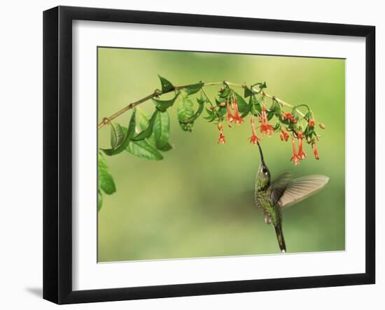 Violet Fronted Brilliant Hummingbird, Manu National Park, Peru-Pete Oxford-Framed Photographic Print