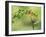 Violet Fronted Brilliant Hummingbird, Manu National Park, Peru-Pete Oxford-Framed Photographic Print