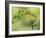 Violet Fronted Brilliant Hummingbird, Manu National Park, Peru-Pete Oxford-Framed Photographic Print