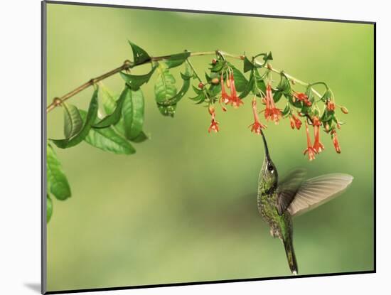 Violet Fronted Brilliant Hummingbird, Manu National Park, Peru-Pete Oxford-Mounted Photographic Print