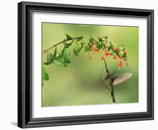 Violet Fronted Brilliant Hummingbird, Manu National Park, Peru-Pete Oxford-Framed Photographic Print