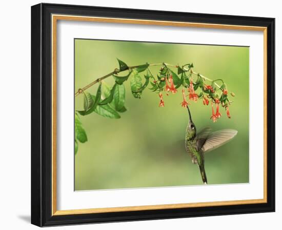 Violet Fronted Brilliant Hummingbird, Manu National Park, Peru-Pete Oxford-Framed Photographic Print