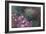 Violet Garden-li bo-Framed Art Print