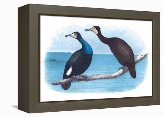 Violet Green Cormorant and Florida Cormorant-Theodore Jasper-Framed Stretched Canvas