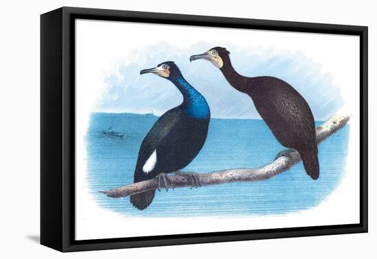 Violet Green Cormorant and Florida Cormorant-Theodore Jasper-Framed Stretched Canvas