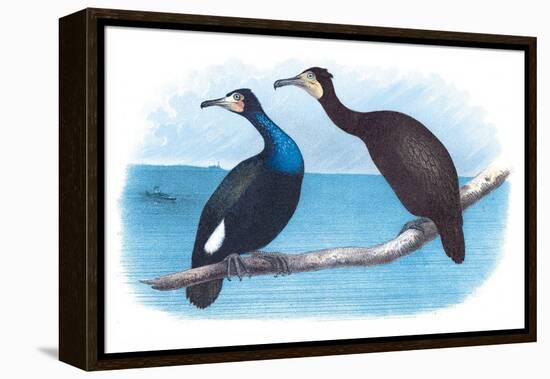 Violet Green Cormorant and Florida Cormorant-Theodore Jasper-Framed Stretched Canvas