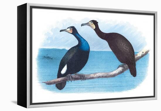 Violet Green Cormorant and Florida Cormorant-Theodore Jasper-Framed Stretched Canvas