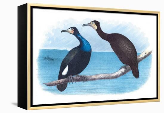 Violet Green Cormorant and Florida Cormorant-Theodore Jasper-Framed Stretched Canvas