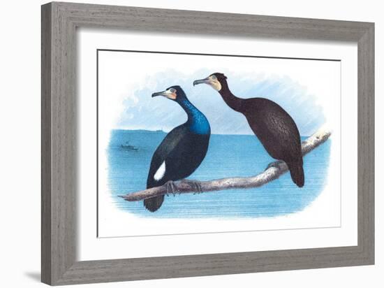 Violet Green Cormorant and Florida Cormorant-Theodore Jasper-Framed Art Print