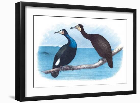 Violet Green Cormorant and Florida Cormorant-Theodore Jasper-Framed Art Print