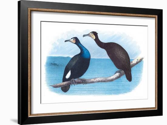 Violet Green Cormorant and Florida Cormorant-Theodore Jasper-Framed Art Print