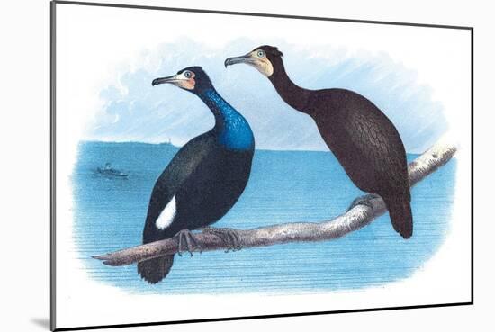 Violet Green Cormorant and Florida Cormorant-Theodore Jasper-Mounted Art Print