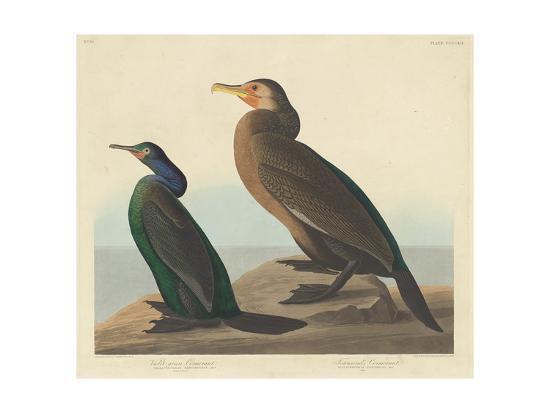 Violet Green Cormorant And Townsend S Cormorant 1838 Giclee Print John James Audubon Art Com