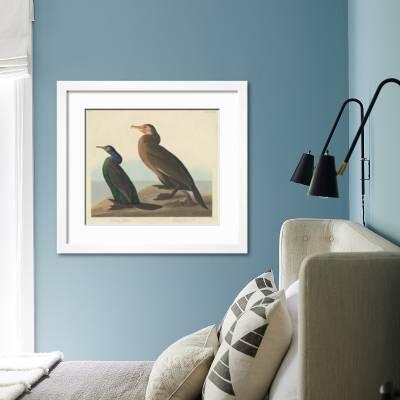 Violet Green Cormorant And Townsend S Cormorant 1838 Giclee Print John James Audubon Art Com