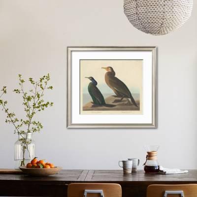 Violet Green Cormorant And Townsend S Cormorant 1838 Giclee Print John James Audubon Art Com