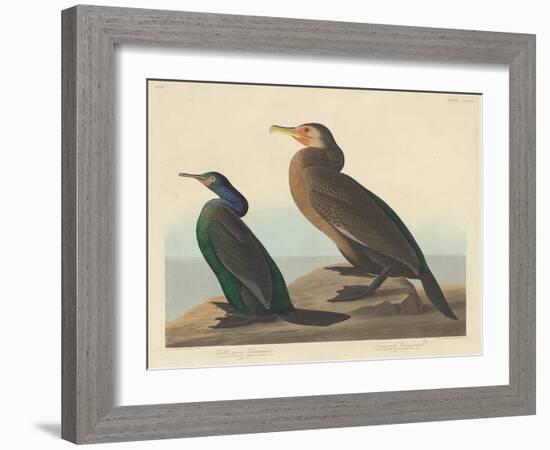 Violet-green Cormorant and Townsend's Cormorant, 1838-John James Audubon-Framed Giclee Print