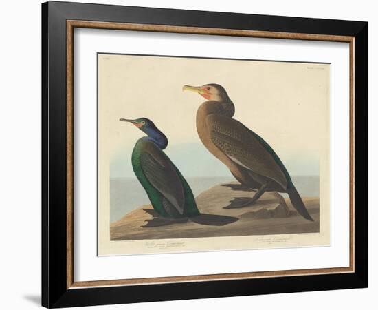 Violet-green Cormorant and Townsend's Cormorant, 1838-John James Audubon-Framed Giclee Print