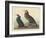 Violet-green Cormorant and Townsend's Cormorant, 1838-John James Audubon-Framed Giclee Print