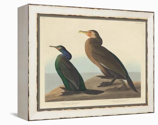 Violet-green Cormorant and Townsend's Cormorant, 1838-John James Audubon-Framed Premier Image Canvas