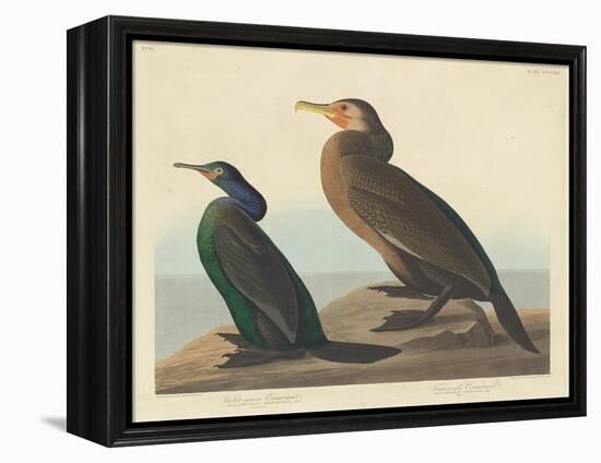 Violet-green Cormorant and Townsend's Cormorant, 1838-John James Audubon-Framed Premier Image Canvas