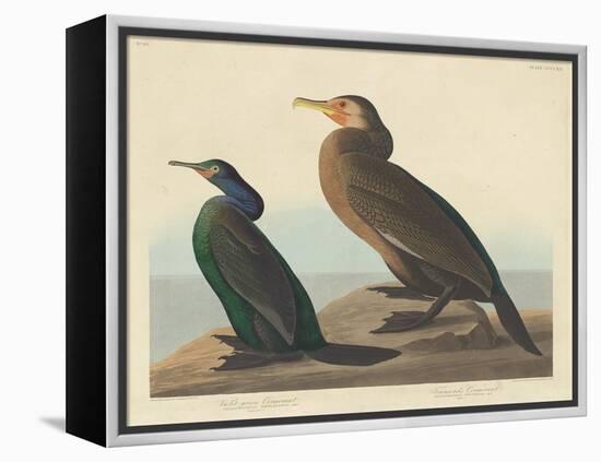 Violet-green Cormorant and Townsend's Cormorant, 1838-John James Audubon-Framed Premier Image Canvas