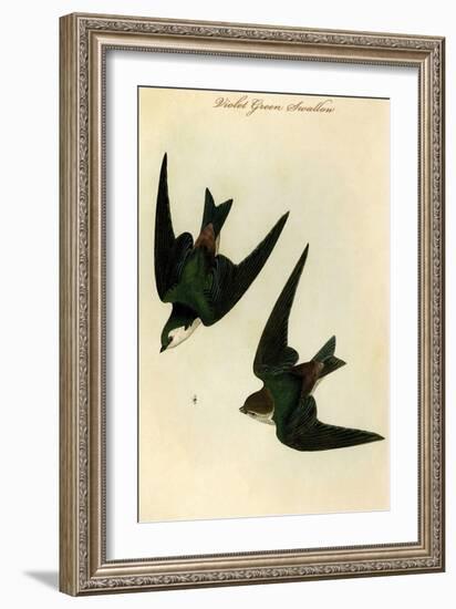 Violet Green Swallow-John James Audubon-Framed Art Print