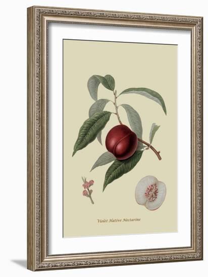 Violet Hative Nectarine-William Hooker-Framed Art Print