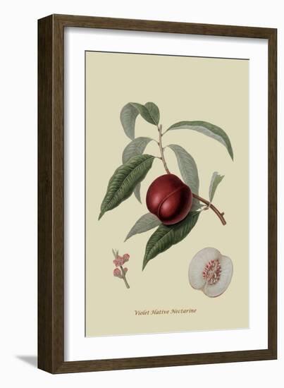 Violet Hative Nectarine-William Hooker-Framed Art Print