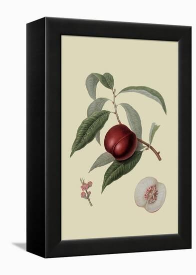 Violet Hative Nectarine-William Hooker-Framed Stretched Canvas