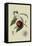 Violet Hative Nectarine-William Hooker-Framed Stretched Canvas