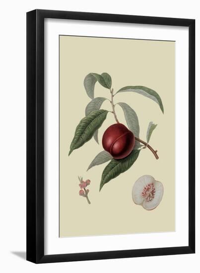 Violet Hative Nectarine-William Hooker-Framed Art Print