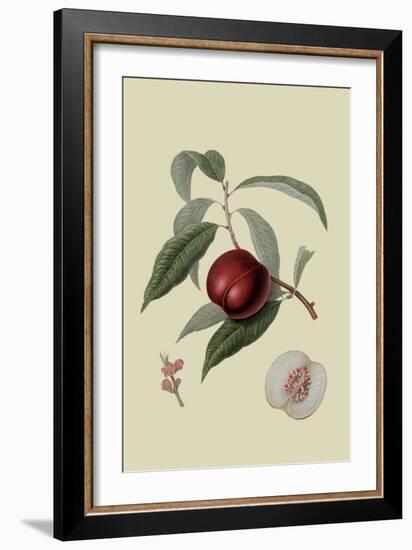 Violet Hative Nectarine-William Hooker-Framed Art Print