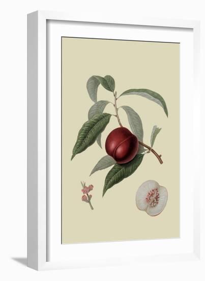 Violet Hative Nectarine-William Hooker-Framed Art Print