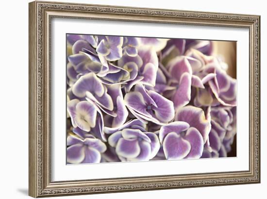 Violet Hydrangea-Karyn Millet-Framed Photographic Print