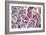 Violet Hydrangea-Karyn Millet-Framed Photographic Print