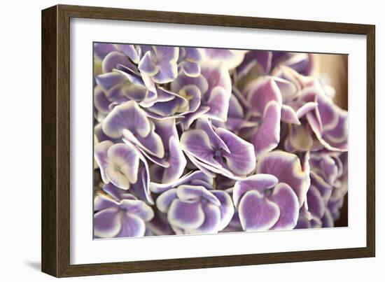 Violet Hydrangea-Karyn Millet-Framed Photographic Print