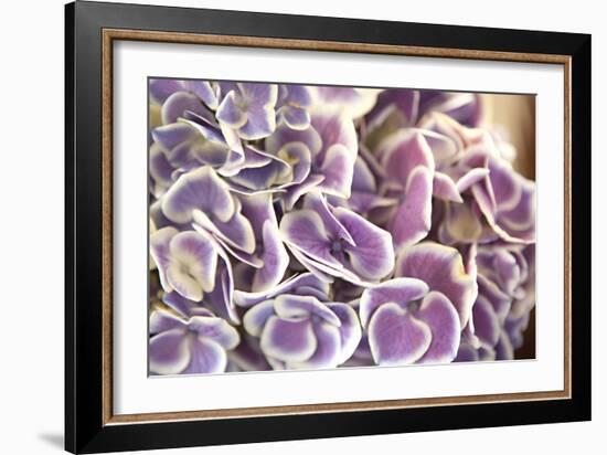 Violet Hydrangea-Karyn Millet-Framed Photographic Print
