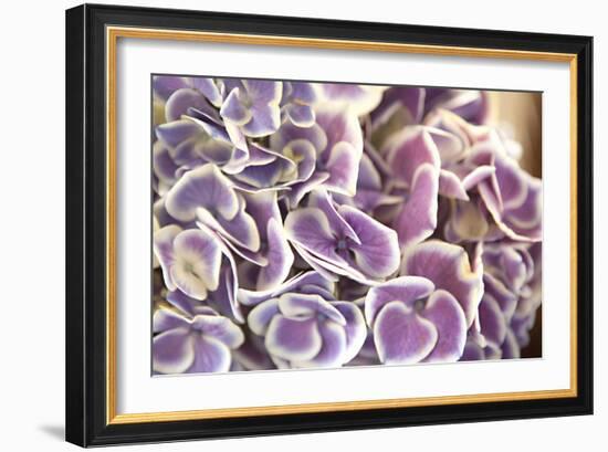 Violet Hydrangea-Karyn Millet-Framed Photographic Print