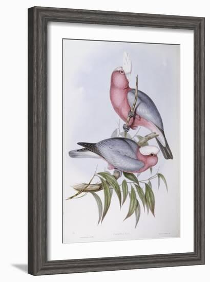 Violet-Necked Lory (Eos Squamata)-John Gould-Framed Giclee Print