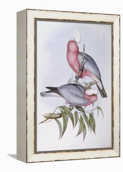 Violet-Necked Lory (Eos Squamata)-John Gould-Framed Premier Image Canvas