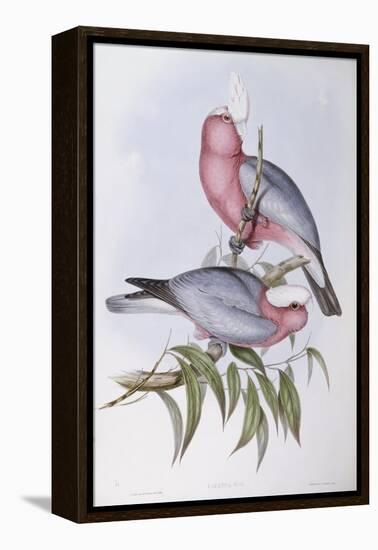 Violet-Necked Lory (Eos Squamata)-John Gould-Framed Premier Image Canvas