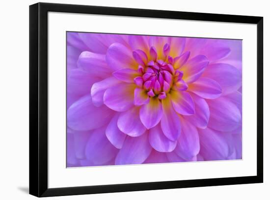 Violet-Pink Dahlia Flower-Cora Niele-Framed Giclee Print